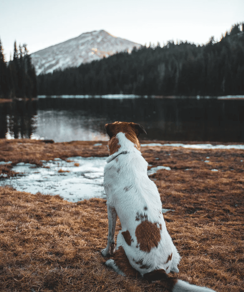 Camping With Your Dog 101