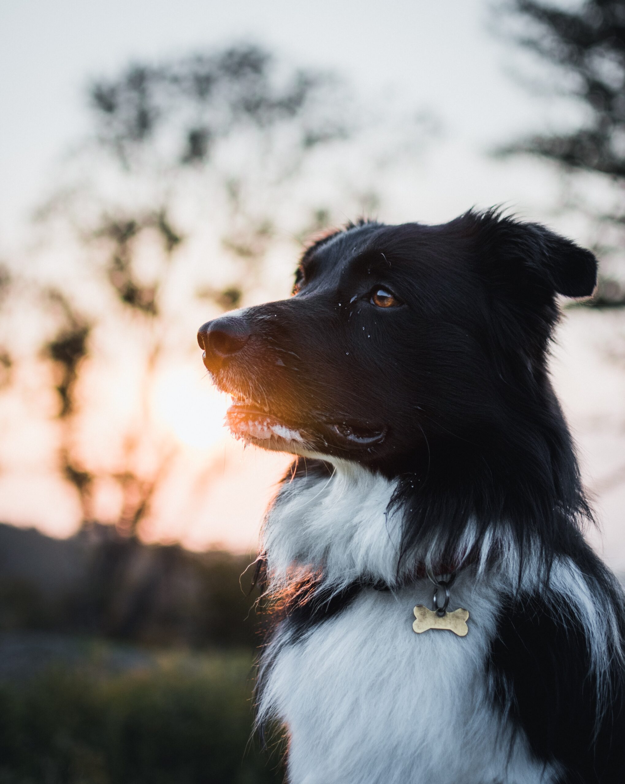 Backpacking With Your Dogs – Tips and Tricks