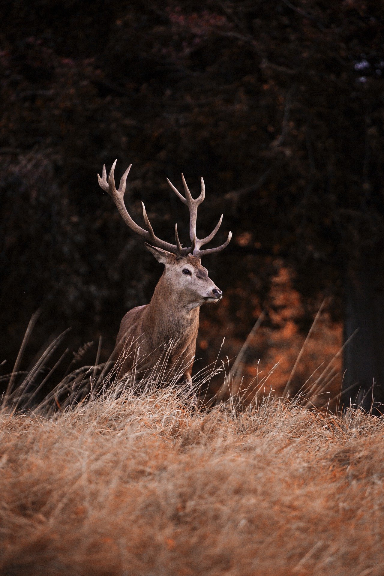 Outdoor Guide: How-To Properly Gut and Breakdown A Deer