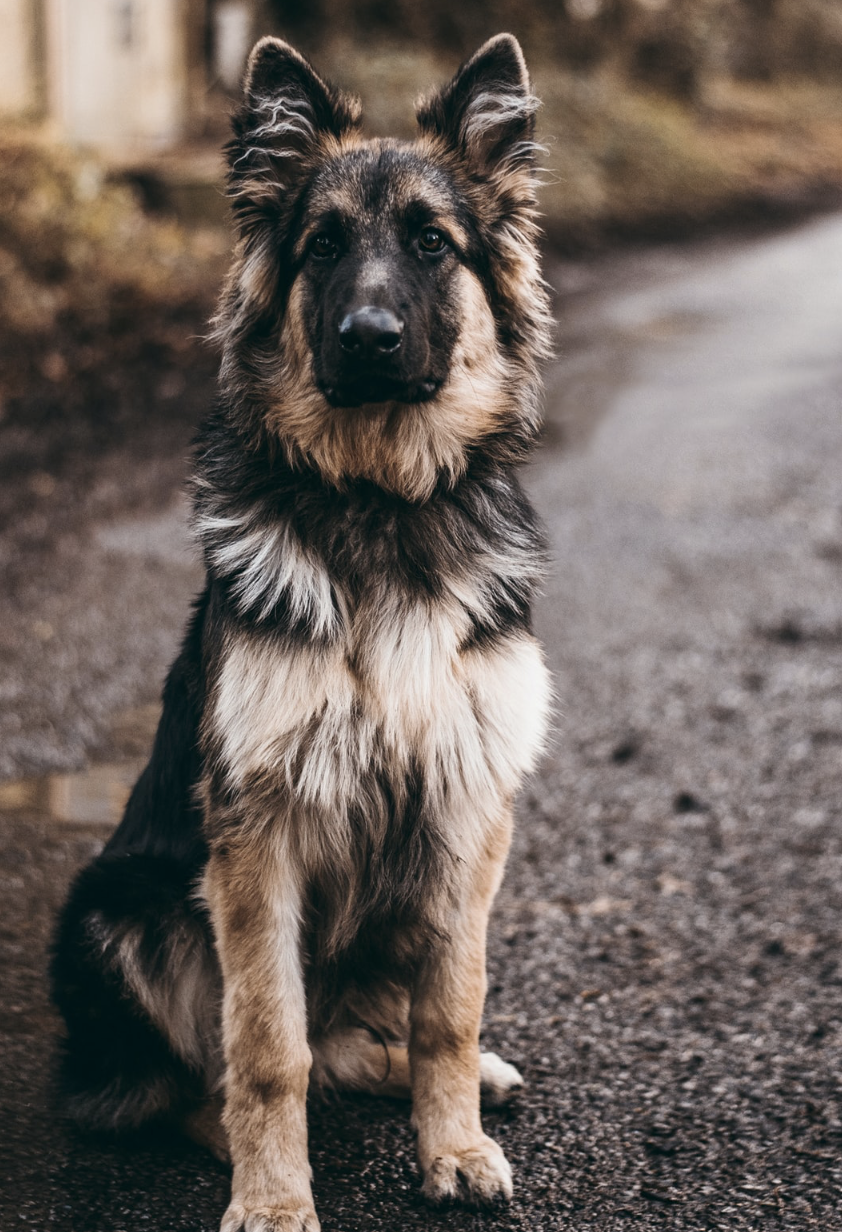 Duluth Pack Dog: Dog Training Tips for Hunting