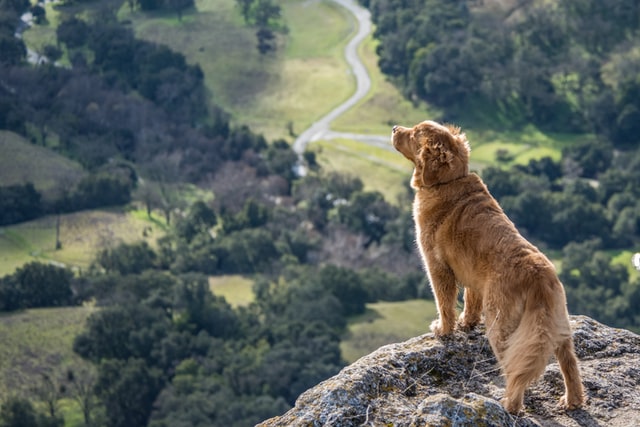 The History of Golden Retrievers