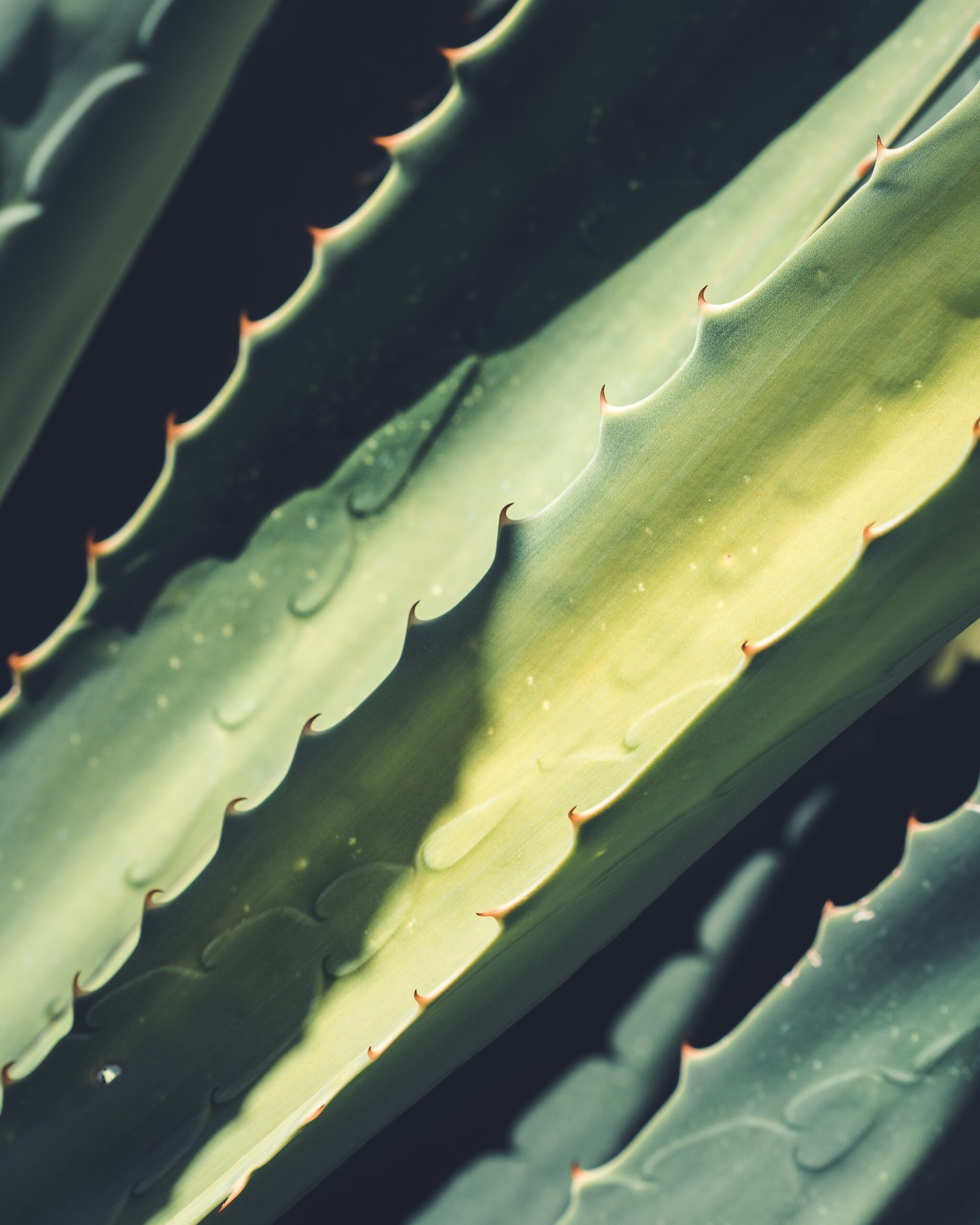 The Benefits of Aloe Plants