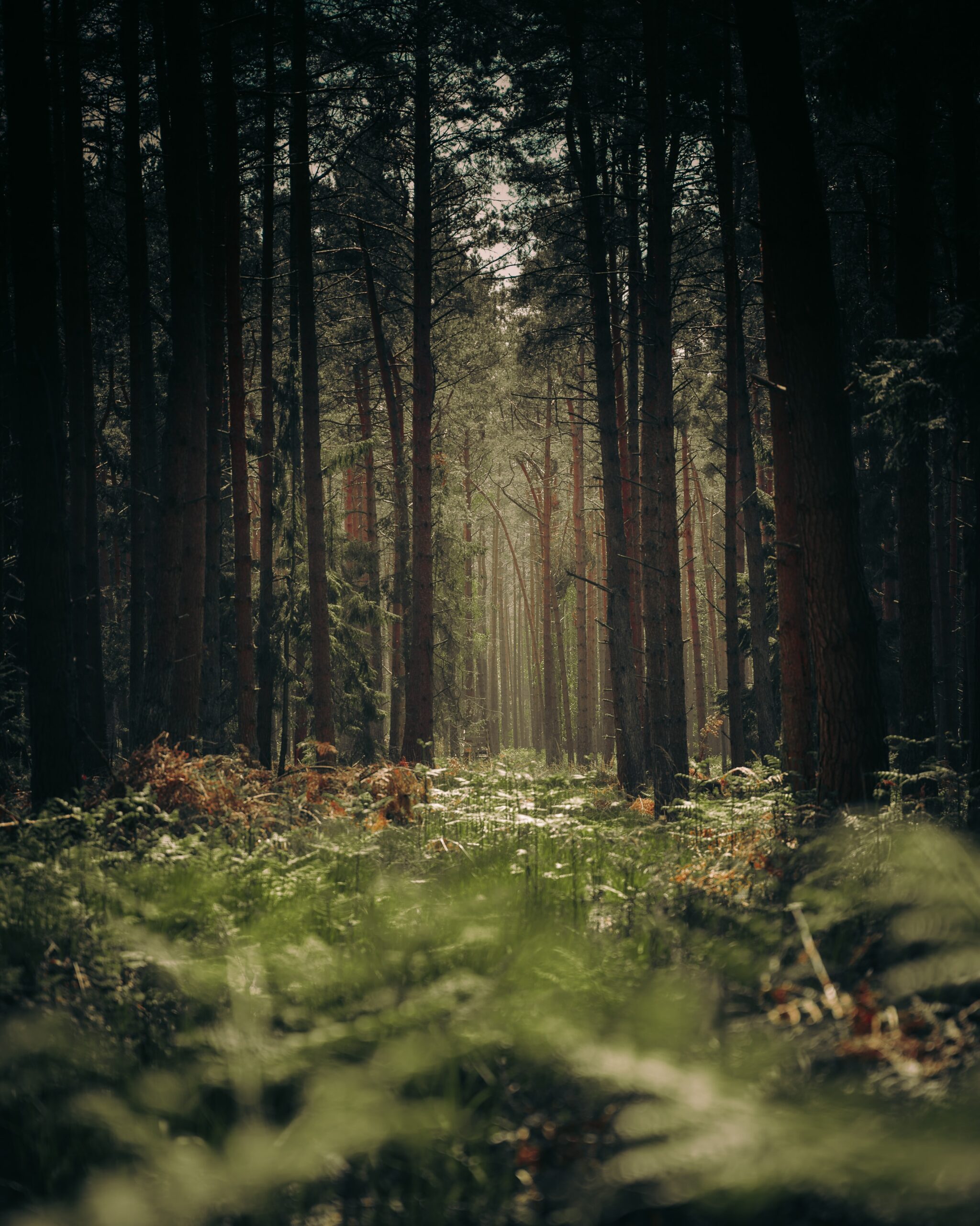 #PersonBehindThePack: Why We Go Into the Woods