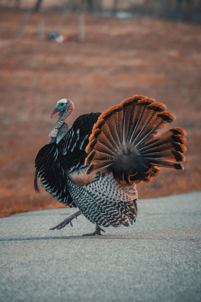 How To Properly Carve a Turkey