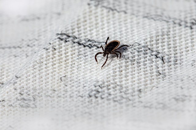 How to Properly Protect Yourself From Deer Ticks