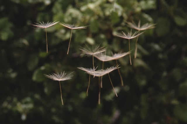 How to Cook with Dandelions