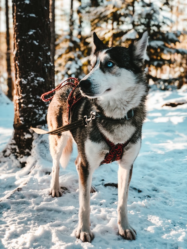 The History of Dog Sledding