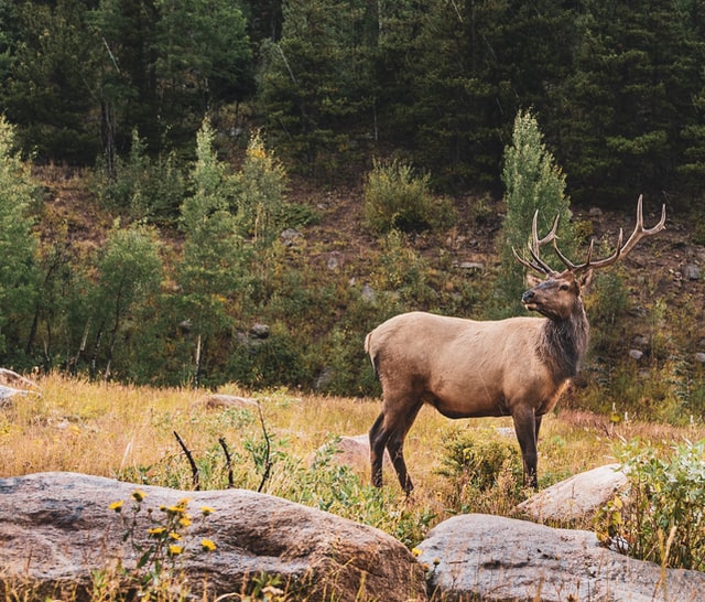 How To Properly Gut a Deer