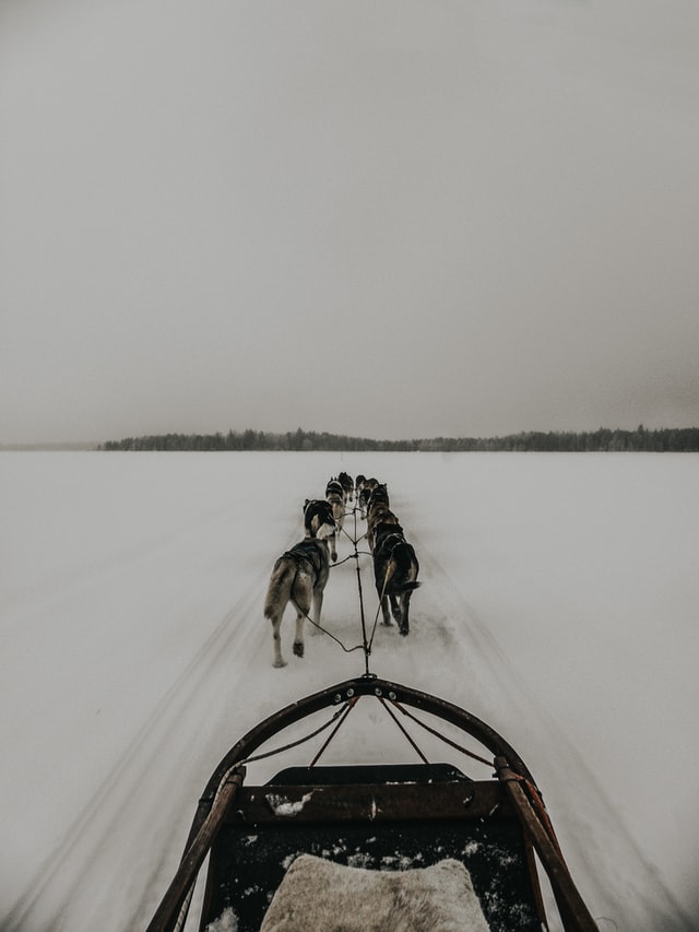 Togo: The Sled Dog Hero of the Nome Serum Run in 1925