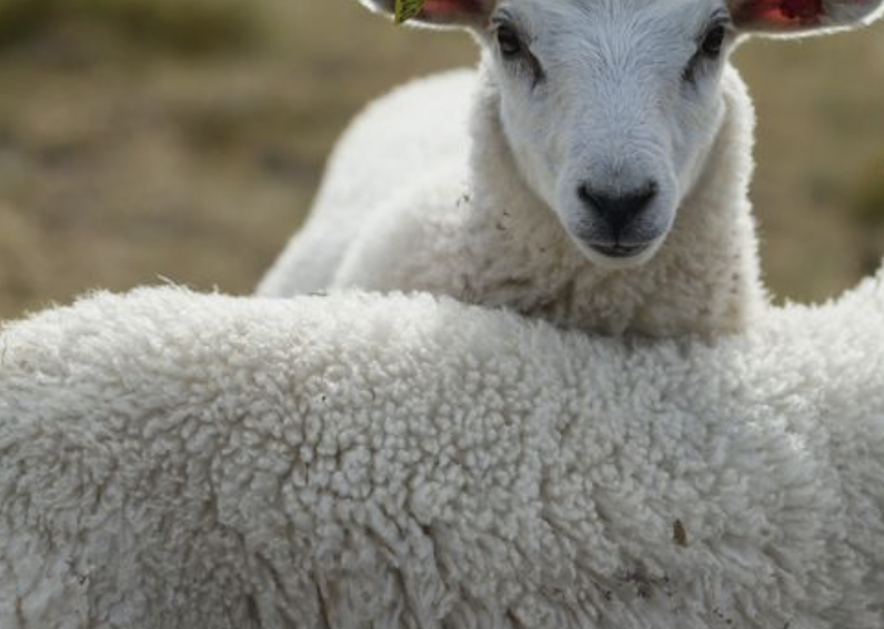 The Benefits of Merino Wool