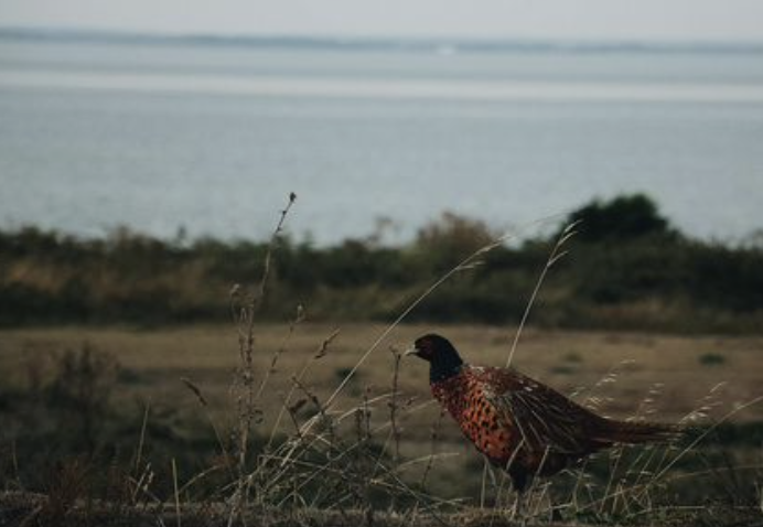 Good Eats: Pheasant Hotdish / Casserole Recipe