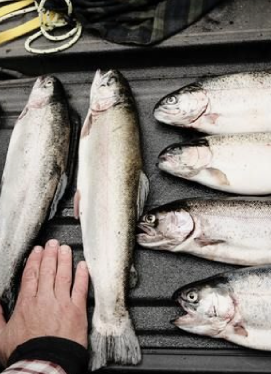 Grip, Grin, and Grilling