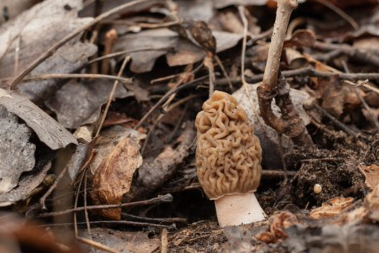 Outdoor Guide: Morel Foraging