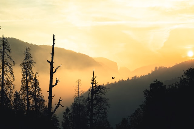 How to Build a Survival Shelter in the Wilderness