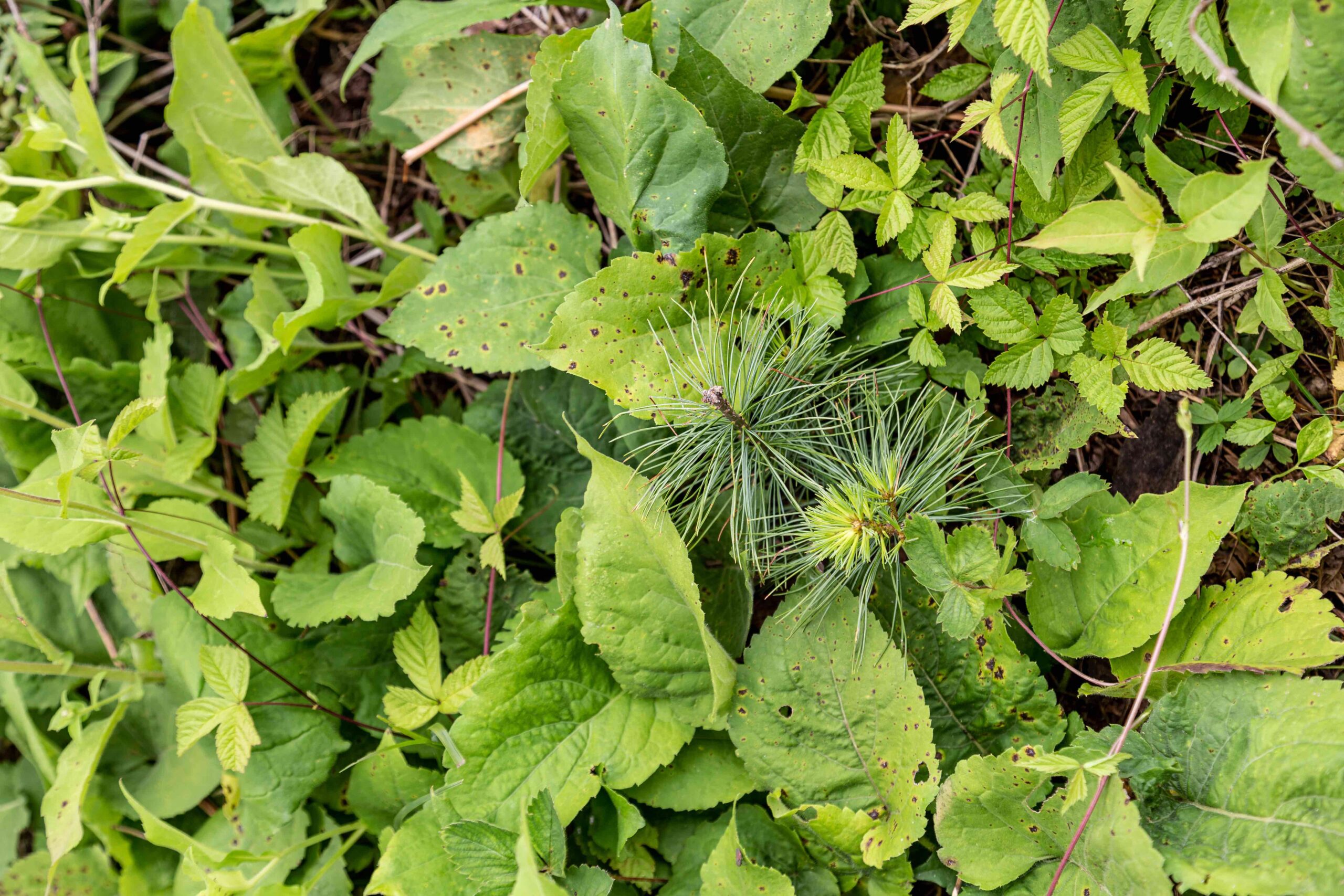 Duluth Pack’s 5th Annual Arbor Day Campaign