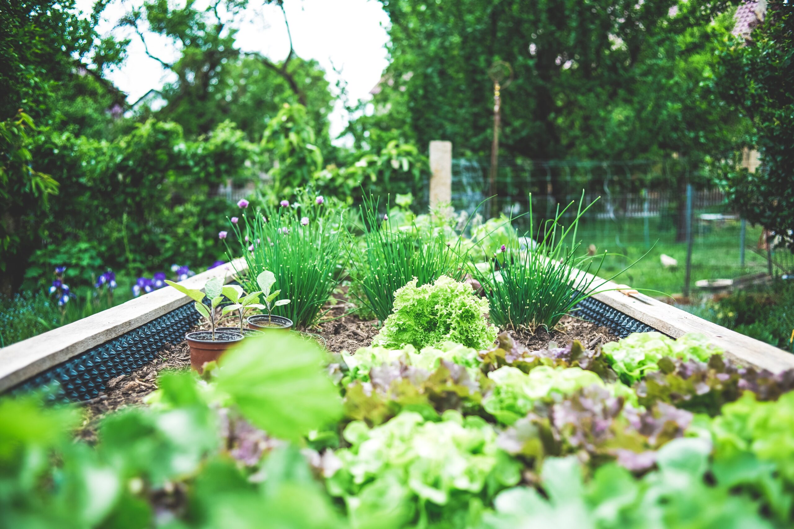How To Build Your Own Raised Garden Beds