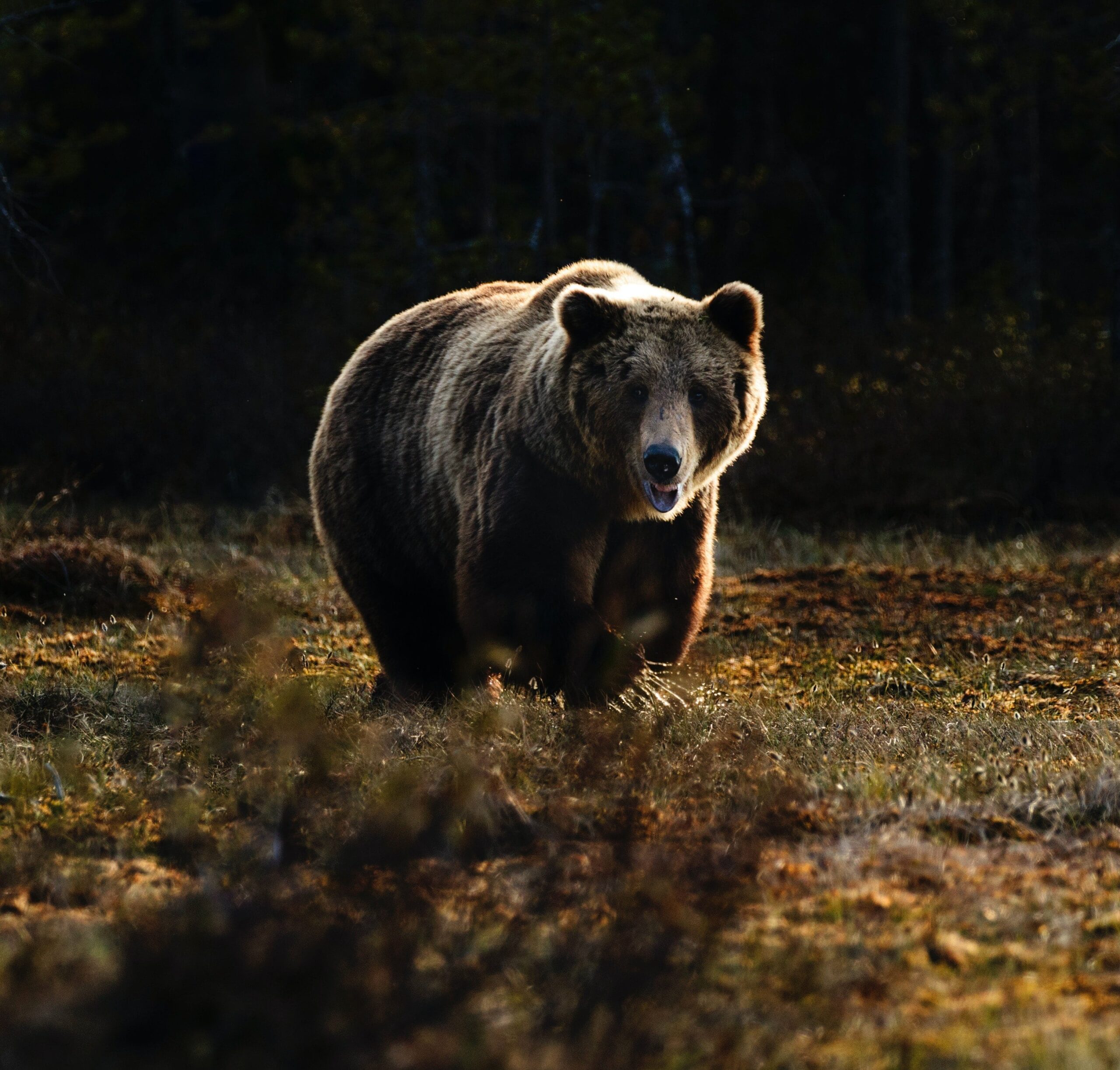 Protecting Your Food From Bears & Other Wildlife While Camping.