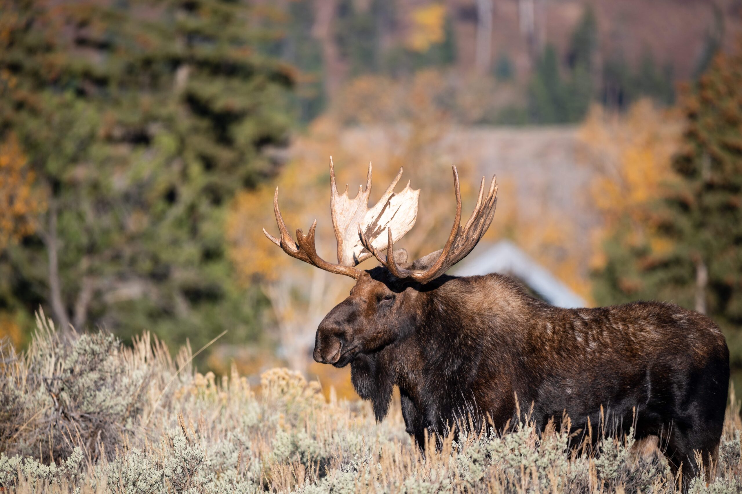 Iconic National Park: Isle Royale