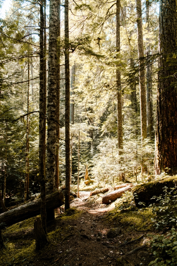 The Importance of Spring Clean-Up – How To Safely Clean Up Fallen Trees And Branches