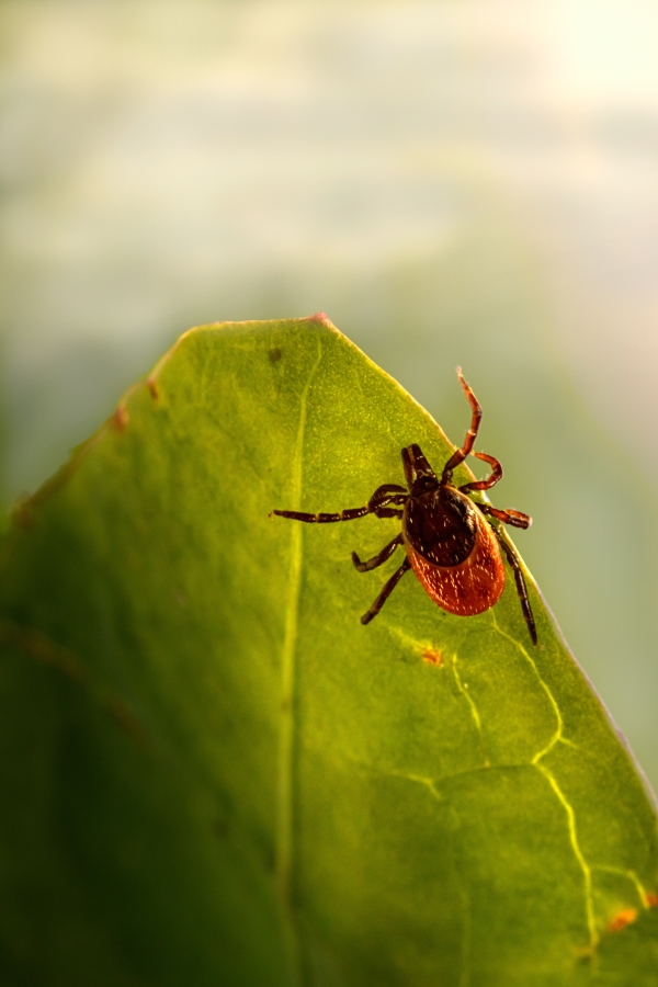 Tick Bites Prevention: Shielding Yourself and Your Pet Against These Tiny Pests