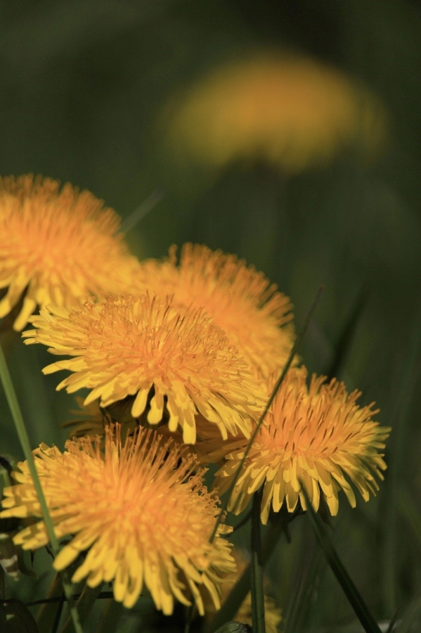 The Top 5 Best and Edible Flowers To Eat And Cook With