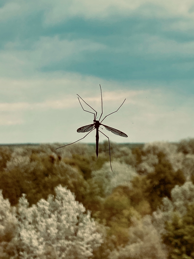 Understanding the Factors that Cause Fluctuations in Mosquito Populations