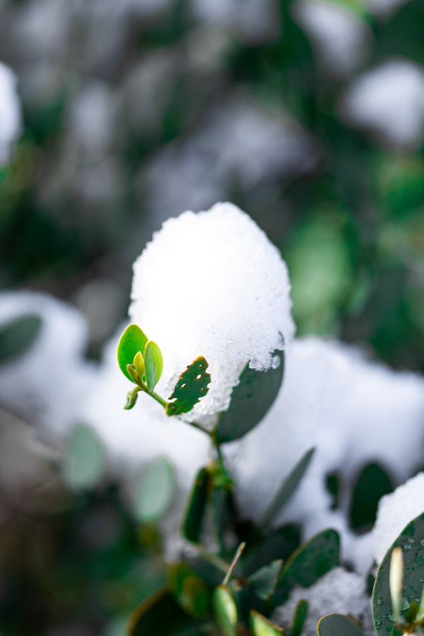 The Winter Wonder: Unleashing Culinary Delights with Snow