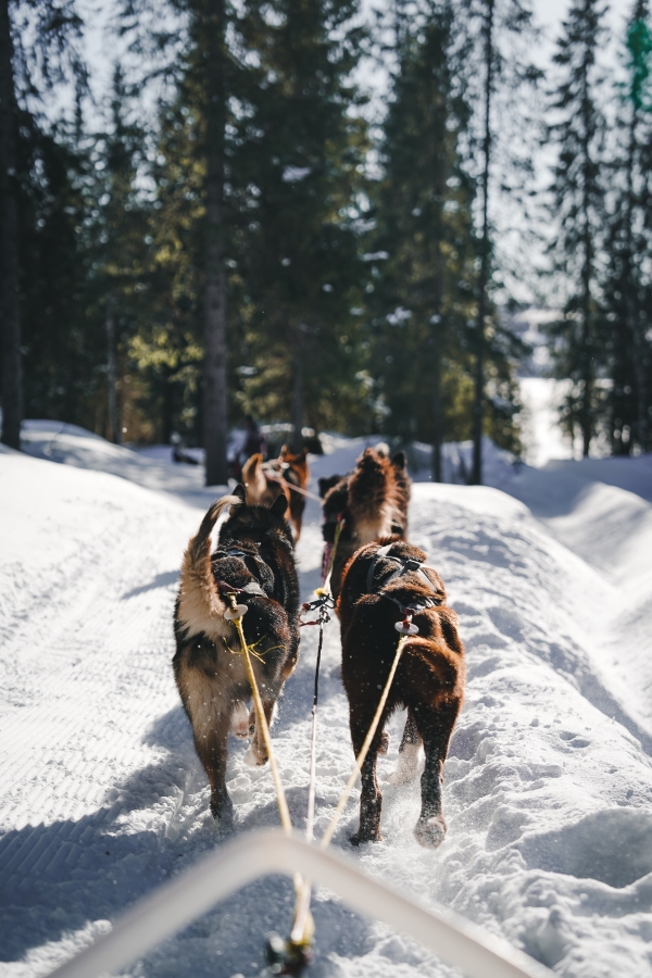 The John Beargrease Sled Dog Race: A Legendary Journey through History