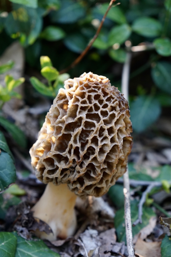 Delectable Delights: Easy Morel Mushroom Appetizers to Savor