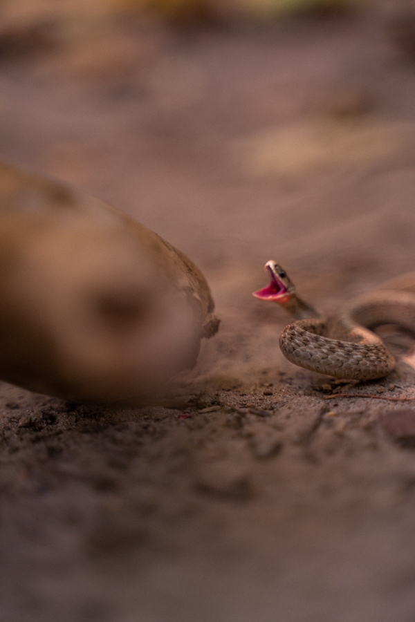 Staying Safe in Serpent Territory: Preventing Snake Bites