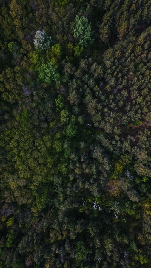 Growing a Greener Future: A Guide to Planting Your Own Forest