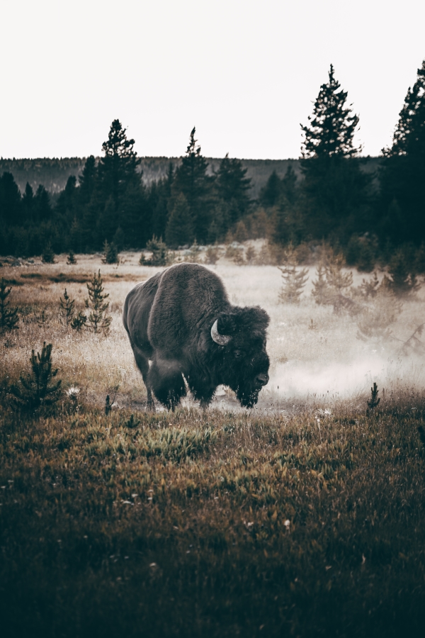 Bison Migration: A Historic Journey of America’s Iconic Species