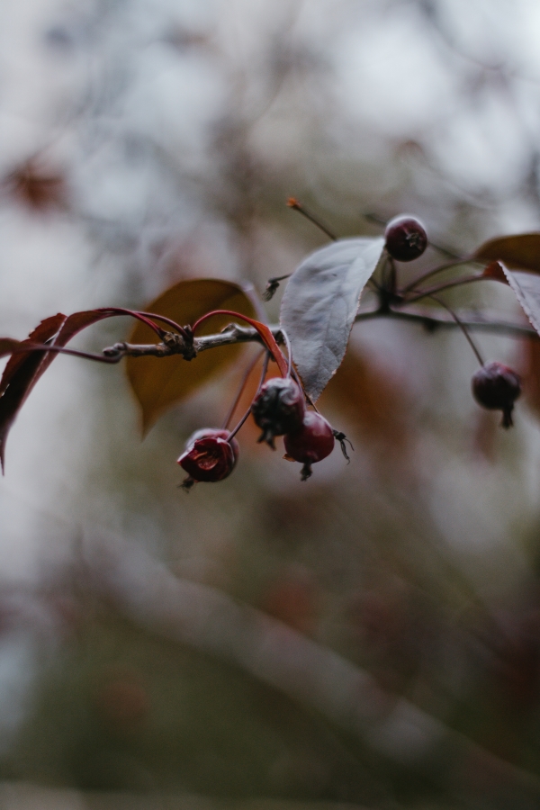 The Cold Weather Plants You’ll Encounter on a Winter Hike